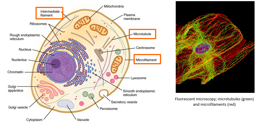 <p>cells skeleton. provides framework made of protein that gives the cytoplasm strength/flexibility. 3 parts:</p><ol><li><p><strong>microfilaments</strong>: smallest, protein strands made of actin. common in the outer parts of the cell</p></li><li><p><strong>intermediate filaments</strong>: strongest/durable. 5 types. medium sized</p></li><li><p><strong>microtubules</strong>: largest. extend outwards into outer parts of cell from region nera nucleus called centrosome</p></li></ol><p></p>