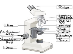 <p>supports the microscope</p>