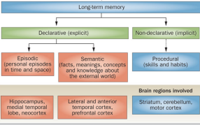 <p>declaritive- episodic (personal episodes in time &amp; space)- hippocampus, medial temporal lobe, semantic (facts, meanings, knowledge about external world)- lateral &amp; anterior temporal cortex, prefrontal cortex</p><p>non-declaritive- procedural (skills &amp; habits) - striatum, cerebellum &amp; motor cortex</p>