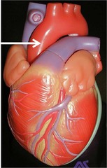 <p>transports blood from the heart and is the body's main artery</p>