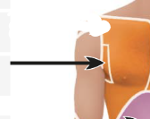 <p>the armpit area </p>