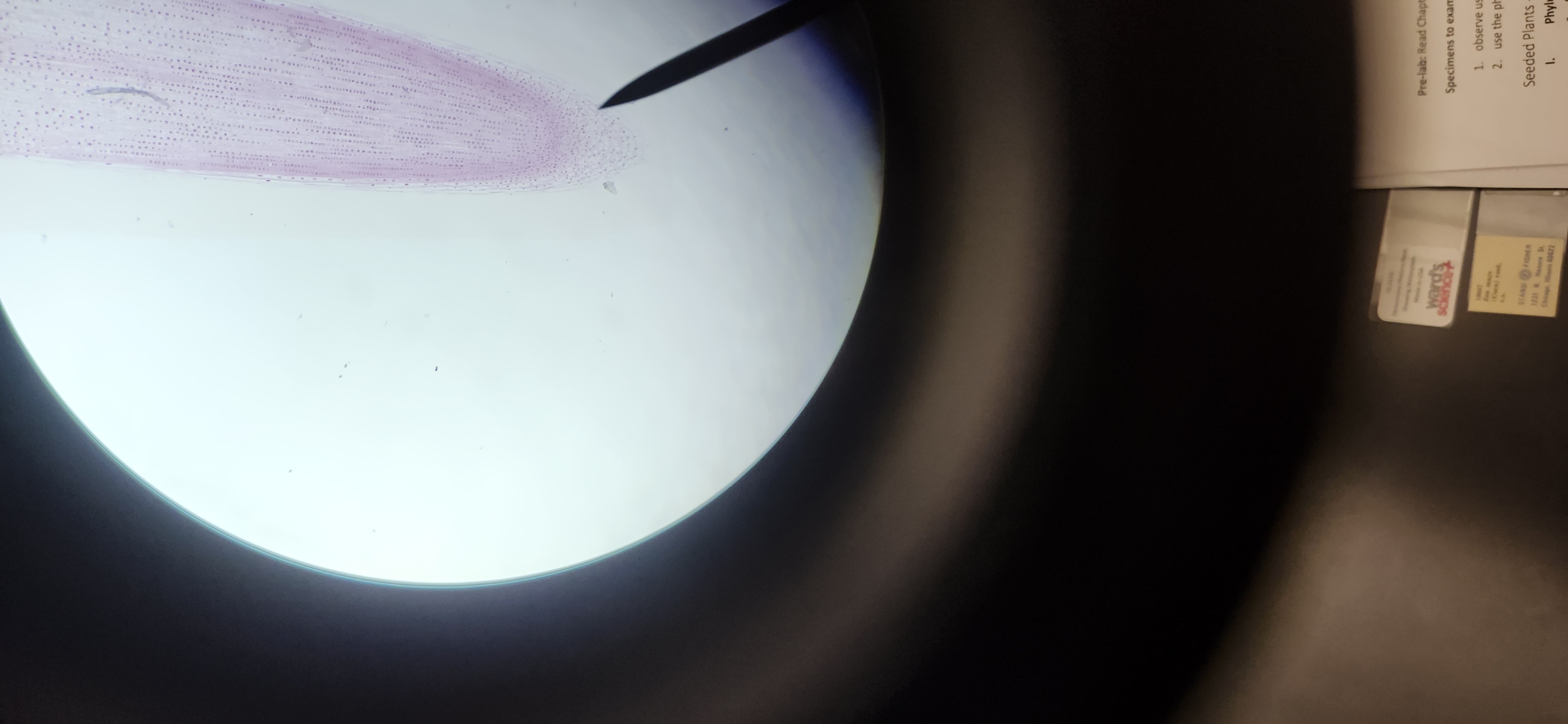 <p>What is the kingdom, phylum, and genus of the organism in the picture?</p>