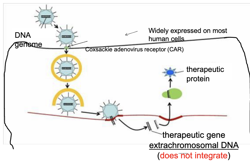 <ol><li><p>bind to receptors and enter cell via endocytosis</p></li><li><p>travels to nucleus</p></li><li><p>DNA enters the nucleus, but does NOT integrates into genome</p></li><li><p>gene is transcribed and protein is produced</p></li></ol><p></p>