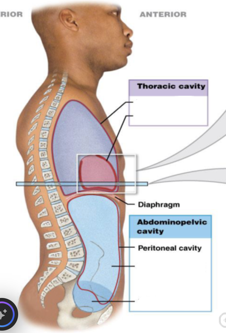 <p>peritoneal cavity</p>