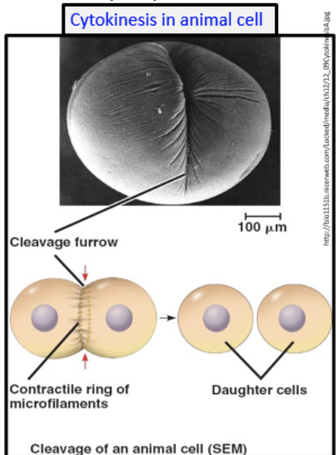 <ul><li><p>a ring of contractile actin and myosin filaments forms around the center of the cell</p></li><li><p>filaments constrict, pinching in the cell and forming a cleavage furrow</p></li><li><p>cleavage furrow reaches the center of the cells, cells are further pinched until full separation into daughter cells</p></li></ul><p></p>