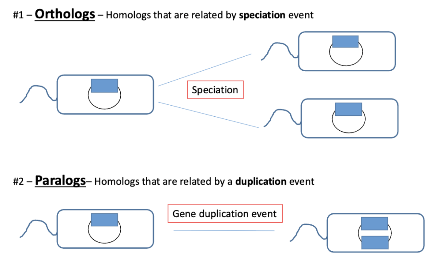 <p><strong>orthologs are best for making species trees and good predictors of conserved function </strong>(shared functionality)</p><p></p><p><strong>paralogs are likely to diverge in function</strong></p><ul><li><p>gene duplication is a major driver of genome evolution</p></li><li><p></p></li></ul><p></p>