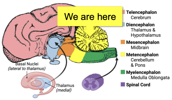 <p>Input from the:</p><ul><li><p><strong>Motor cortex</strong></p></li><li><p><strong>Proprioceptors</strong></p></li><li><p><strong>Equilibrium</strong></p></li><li><p><strong>Visual pathways</strong></p></li></ul><p></p>