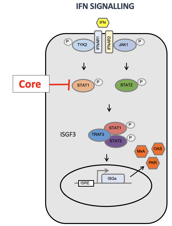 <ul><li><p><span>HCV core protein acts as a viral interferon antagonist.</span></p></li><li><p><span>Core inhibits STAT1 phosphorylation and, therefore, its activation.</span></p></li><li><p><span>Core also induces STAT1 degradation.</span></p></li><li><p><span>Inhibition of STAT1 prevents downstream expression of interferon-stimulated genes (ISGs).</span></p></li></ul><p></p>