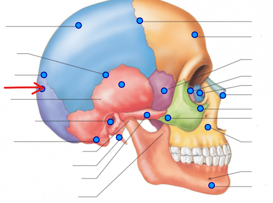 <p>The back of the skull</p><ul><li><p>Landmark: occipital condyles (sticking out of occipital region) and foramen magnum (hole in the middle of the skull)</p></li></ul><p></p>