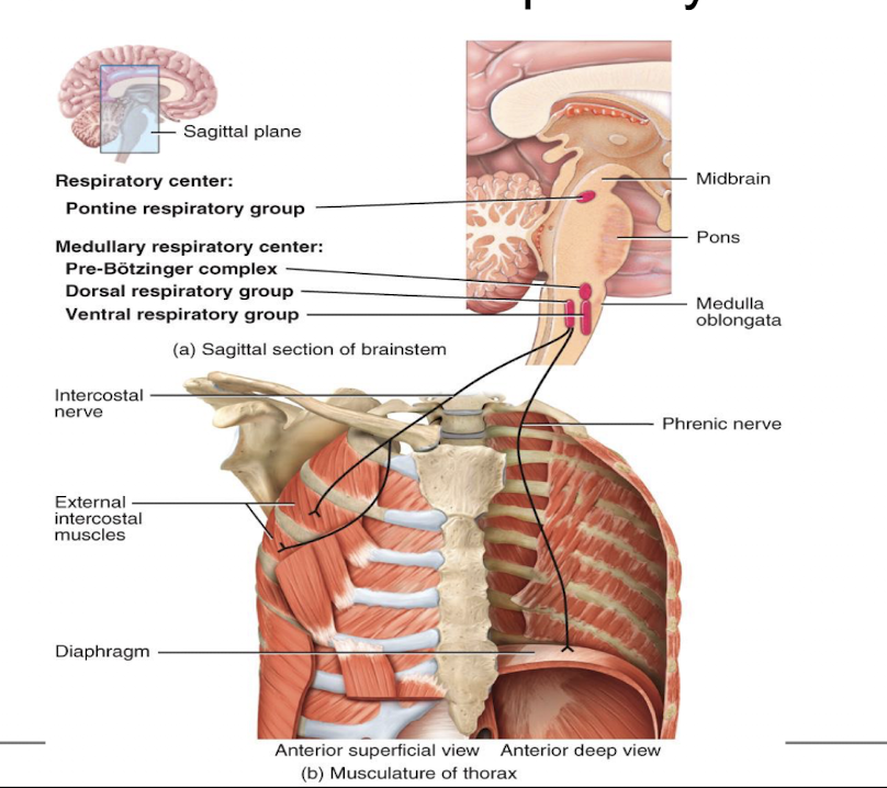 <p>location of areas of respiratory center</p>