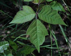 <p>Anacardiaceae - Toxicodendron radicans</p>