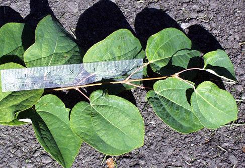 <p>common name</p>