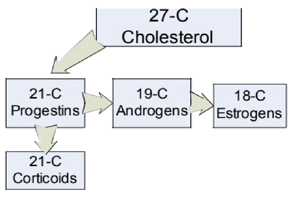 <ul><li><p>Steroid hormones derived from cholesterol (27C)</p></li><li><p>Carbon number decreases during synthesis</p></li><li><p>27C → Cholesterol</p></li><li><p>21C → Progestins (progesterone)</p></li><li><p>19C → Androgens (testosterone)</p></li><li><p>18C → Estrogens (estradiol)</p></li><li><p>21C can also form corticoids depending on attached groups</p><ul><li><p>Example: Cortisol = 21-carbon corticoid</p></li></ul></li><li><p>Hormone class determined by carbon backbone + attached chemical groups</p></li></ul><p></p>