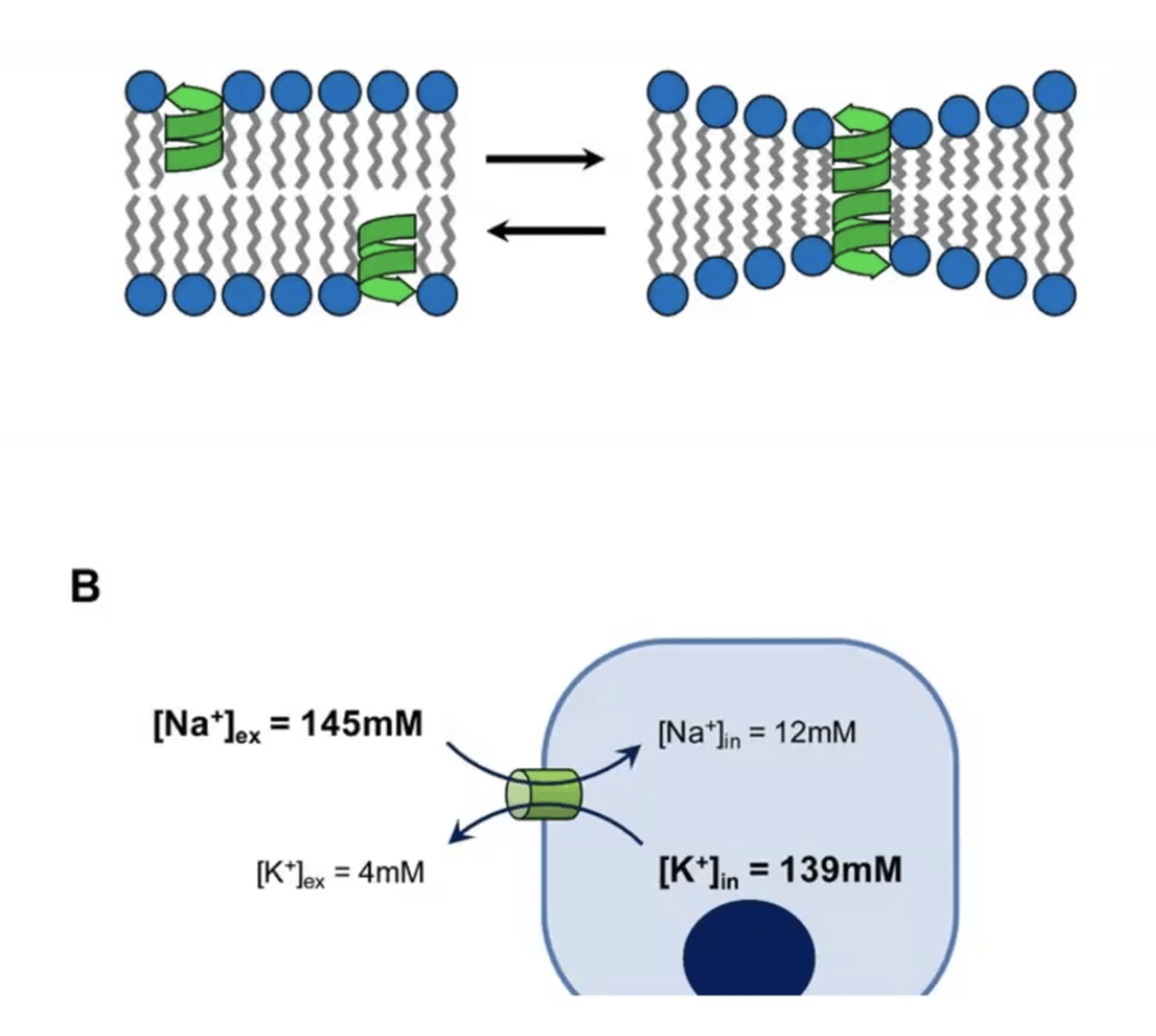 <p>- gramicidin</p><p>- kills gram (+)</p><p>- forms little pores that allows potassium to come out of the cell and sodium to go into the cell</p><p>- once potassium goes out and sodium goes in, bacteria dies</p>