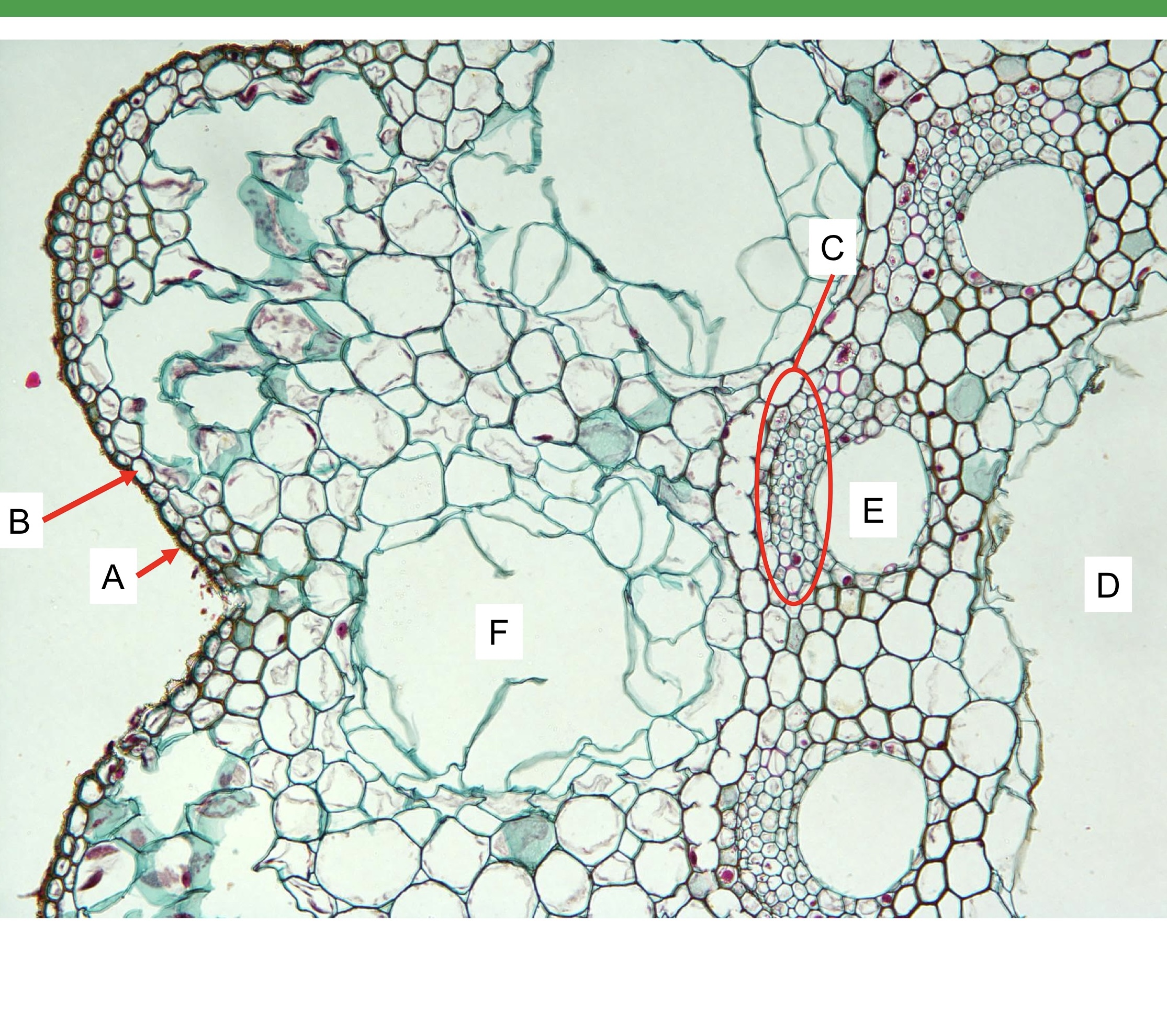 <p>Letter F is </p>