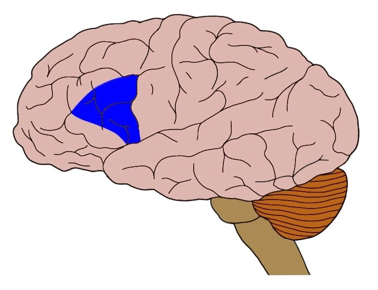<p>Controls language production</p>