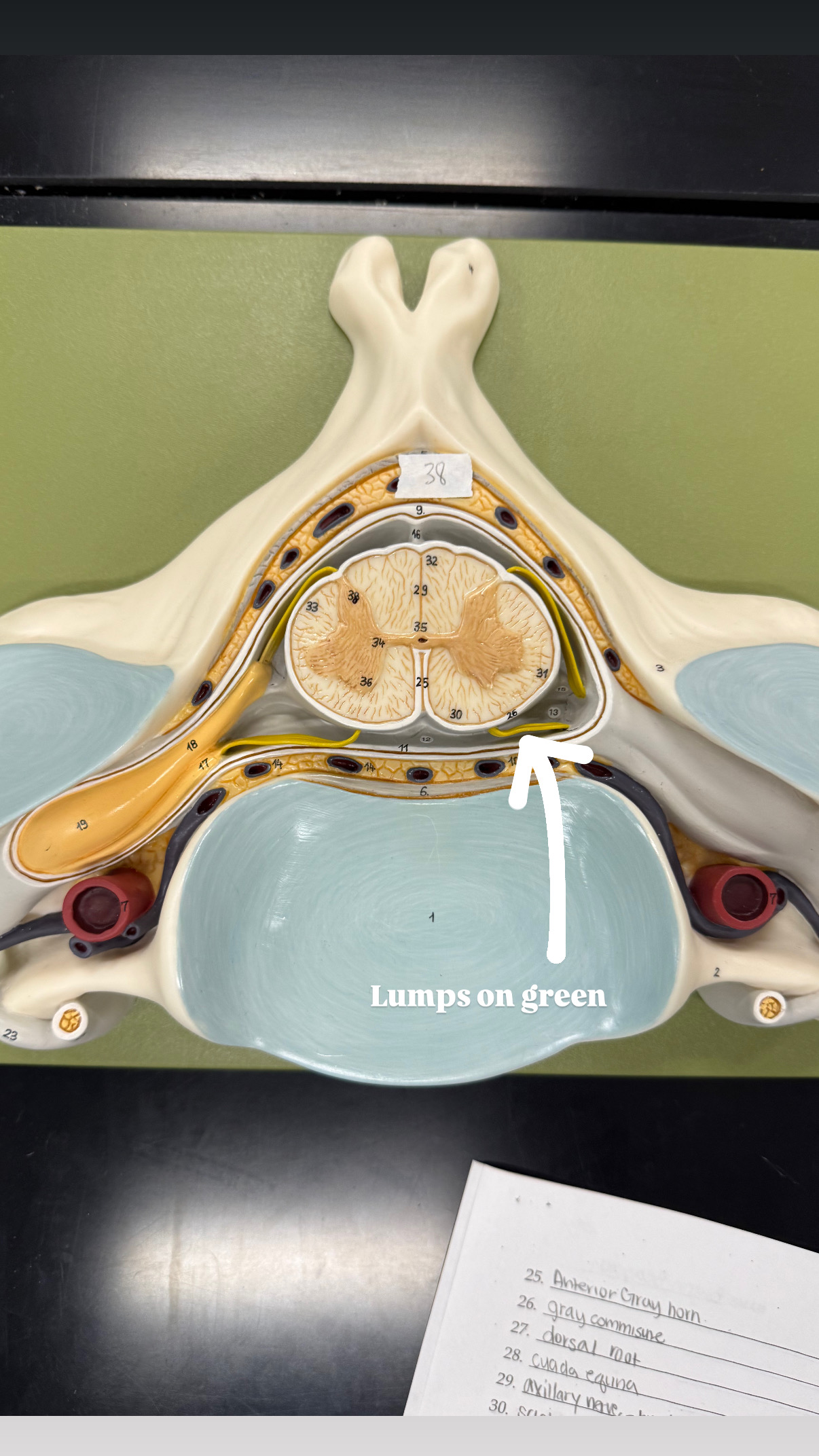 <p>part of dorsal root </p>