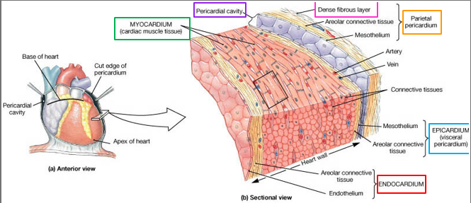 <p>The outer covering of the heart wall….Visceral pericardium.</p>