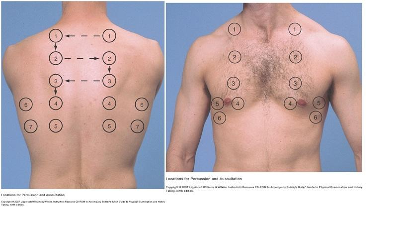 <ul><li><p>Begin by asking pt to clear airway by coughing</p></li><li><p><strong>Listening for:</strong></p></li><li><p>Adventitious breath sounds - crackles, ronchi, wheezing</p></li><li><p>Sounds generated from breathing</p></li><li><p>Vesicular - Soft and low pitched </p></li><li><p>Bronchovesicular - intermediate pitch and intensity</p></li><li><p>Bronchial - harsh and high in pitch</p></li></ul><p></p>