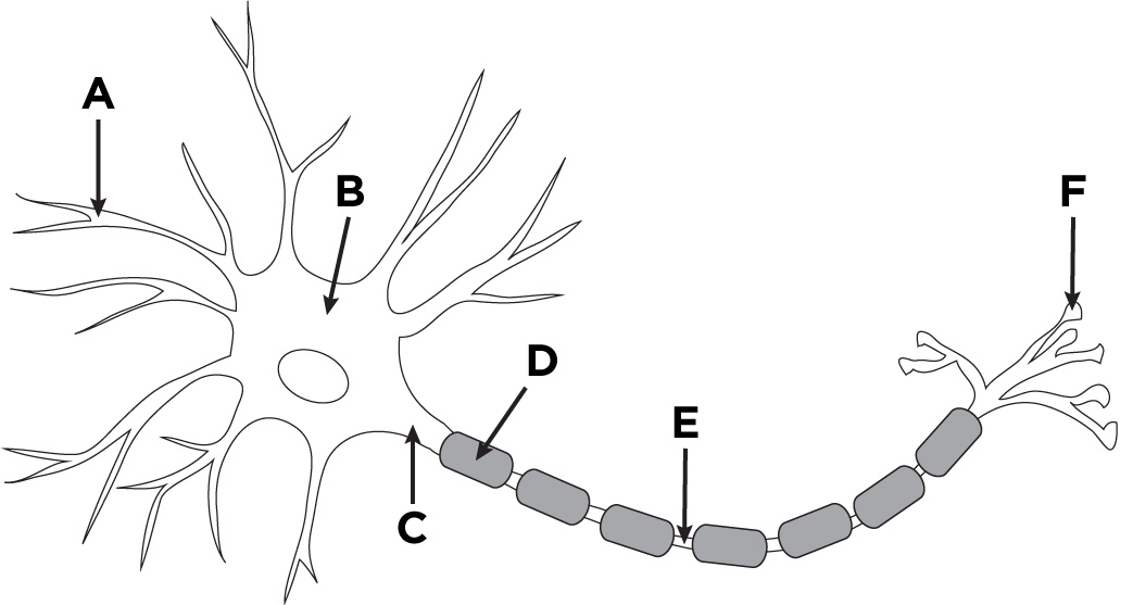 <p>The Neuron</p><p>What is C?</p>
