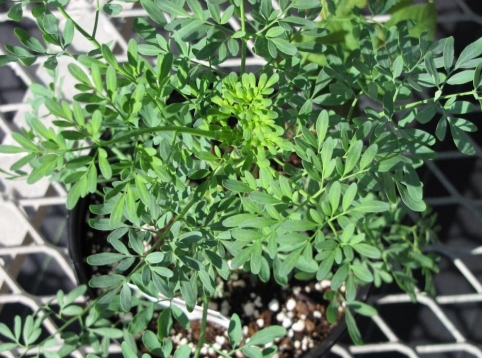 <p>What is this? This could cause type ____ allergies via ____.</p>