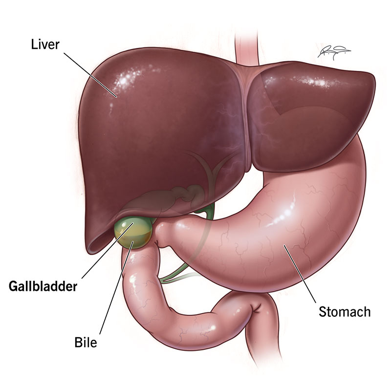 <p>Gall bladder </p>
