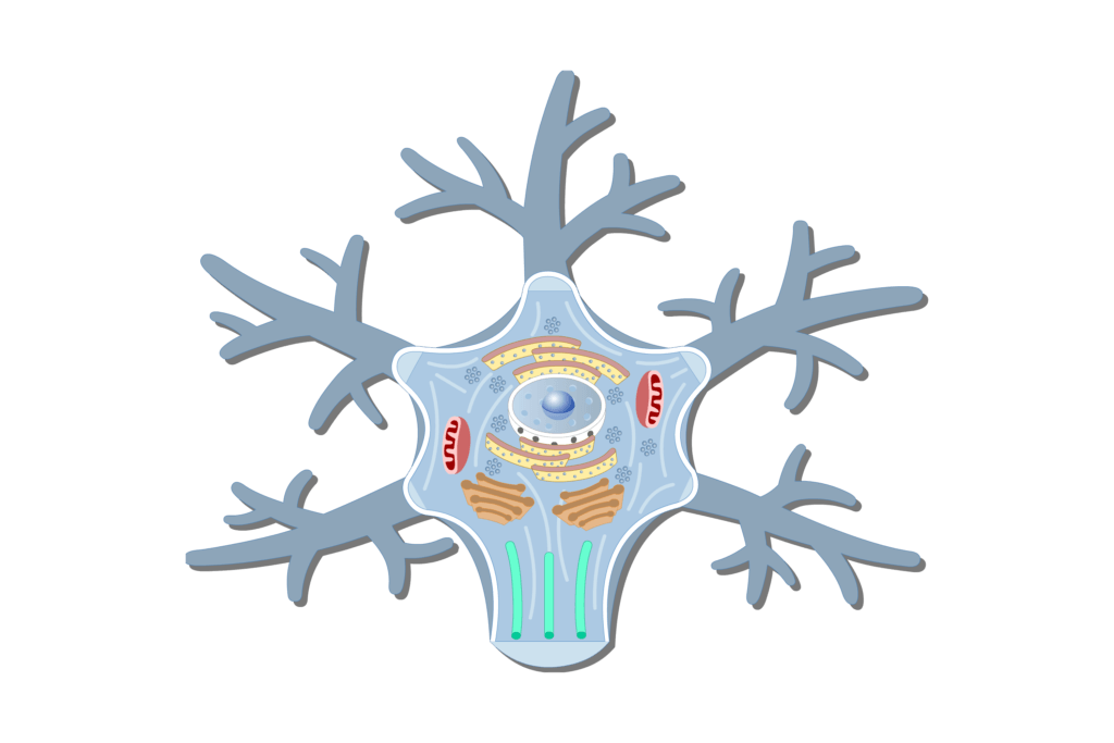 <p>bulk of neuron</p>