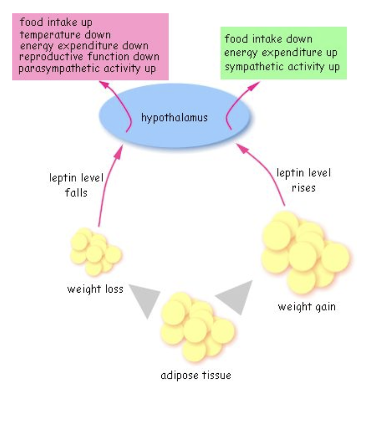 <p>Obesity, diabetes, and heart disease</p>