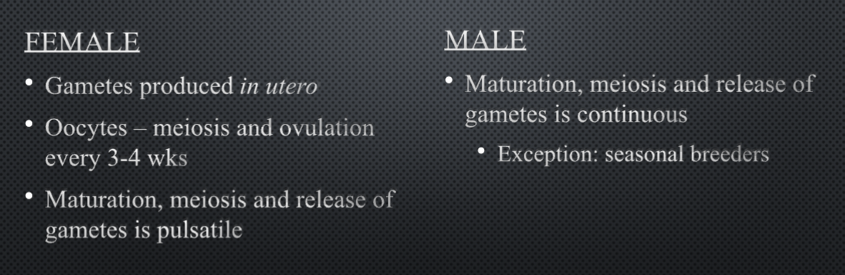 <p>Male has to have constant and continuous spermatogenesis!</p><ul><li><p>always ready</p></li></ul><p></p>