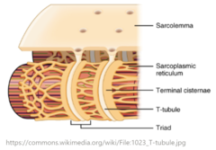 <p>the sarcoplasmic reticulum (SR)</p>