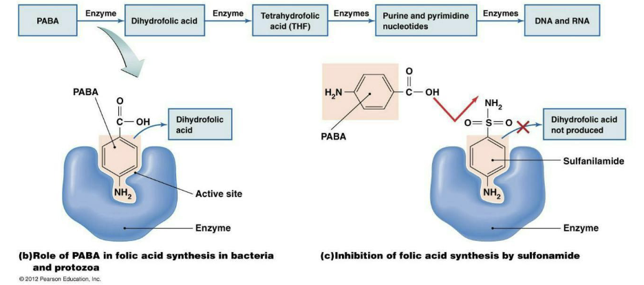 <ul><li><p><strong><em>Quinolones</em></strong> inhibit DNA gyrase/Topoisomerase IV.</p><ul><li><p>Causes DNA to tear itself apart during unwinding for synthesis</p></li></ul></li><li><p><strong><em>Sulfonamides</em></strong> are a structural analog (and competitive inhibitor) for para-aminobenzoic acid (PABA), a necessary precursor for synthesis of nitrogenous bases.</p></li><li><p><strong><em>Trimethoprim</em></strong> prevents synthesis of nitrogenous bases by inhibiting an enzyme in the folic acid pathway.</p></li></ul><p></p>