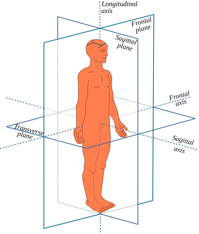 <p>Midsagittal Plane</p>