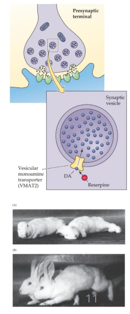<p><strong>Vesicular storage</strong></p>