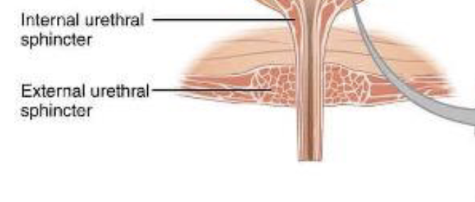 <p><span>control urine outflow (micturition) and maintain continence - internal is involuntary while external is voluntary and allows s to hold our urine in</span></p>