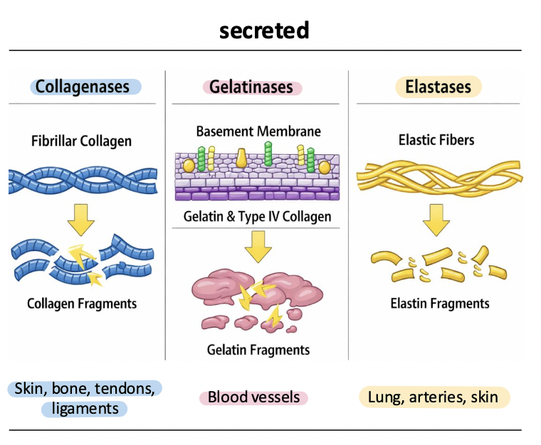 <p>MMP-1, MMP-8, MMP-13 </p><ul><li><p>cleave fibrillar collagens (types II, II, III) </p></li><li><p>initiate breakdown of highly structured collagen fibers during tissues remodeling, wound healing, and development </p></li></ul><p></p>