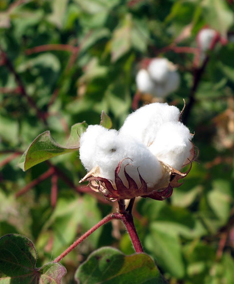 <p>#1 Cash Crop in the South in the 1800's.</p>