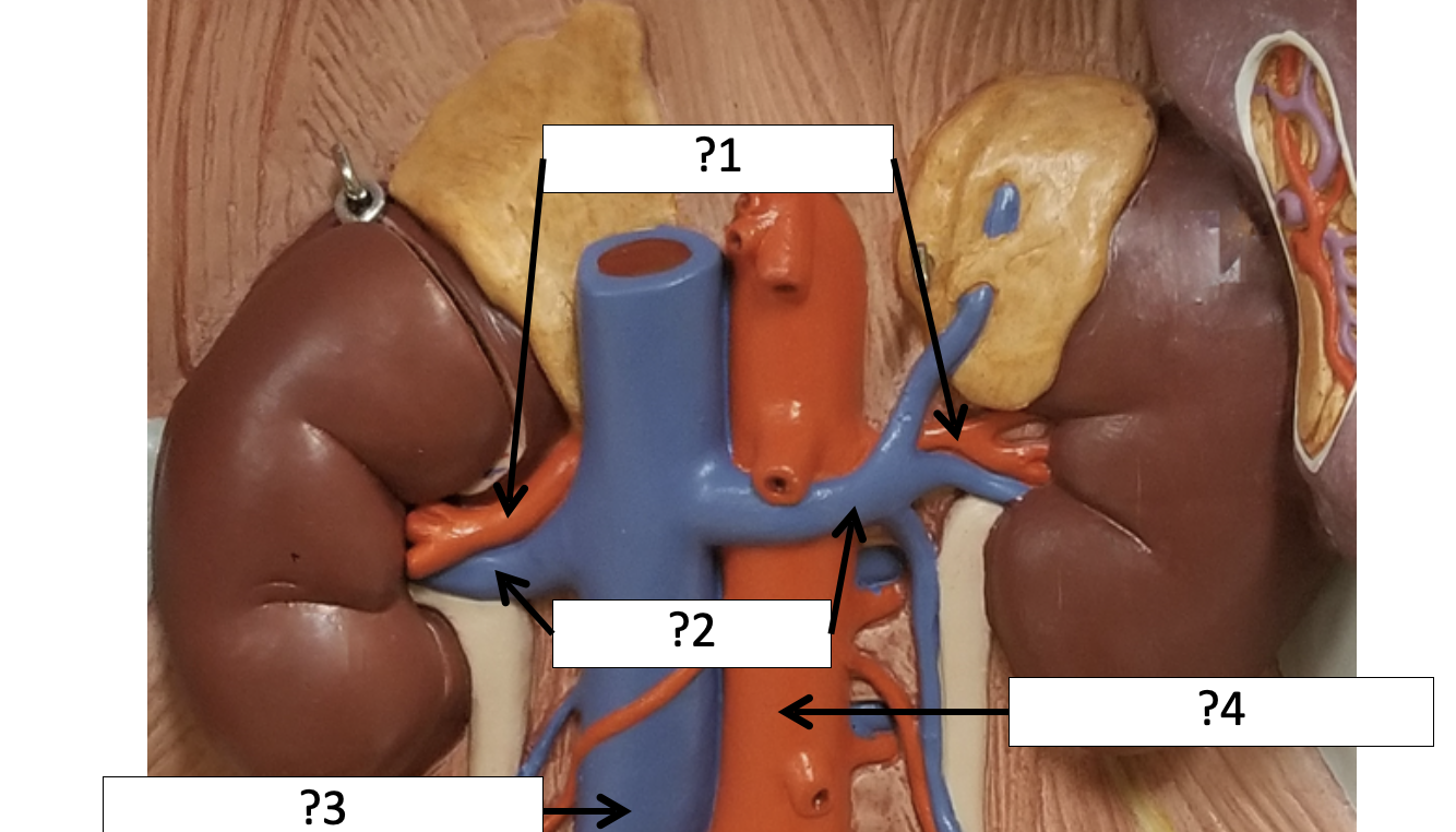 <p>2 (R &amp; L) Name the veins?</p>
