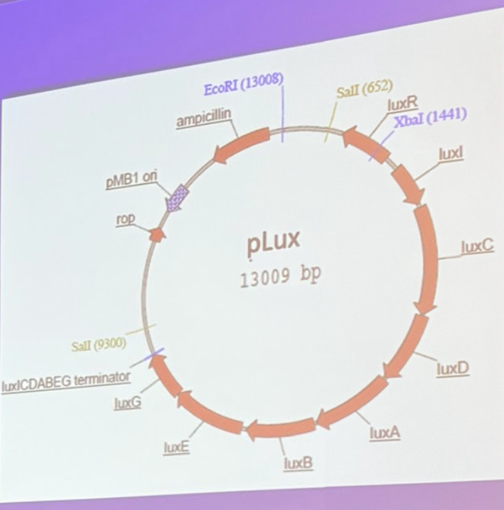 <p>Plasmid pLux is digested with restriction enzymes EcoRI and Xba I and the digest is run on an agarose gel. The sizes of bands you see on the gel would be:</p>