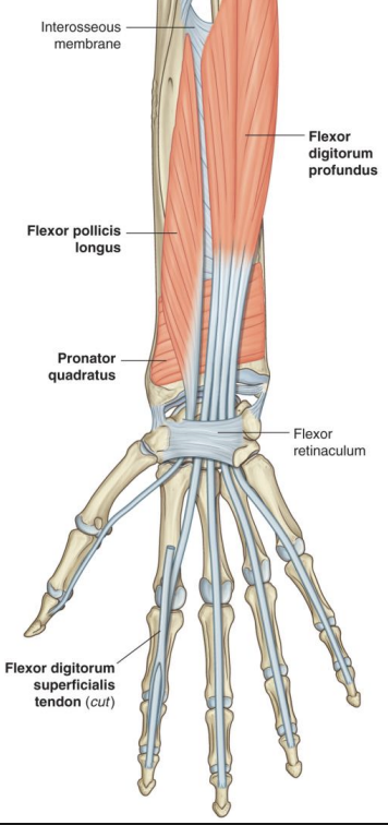 <p><strong>Anterior forearm (Deep)-</strong> pronator quadratus</p>