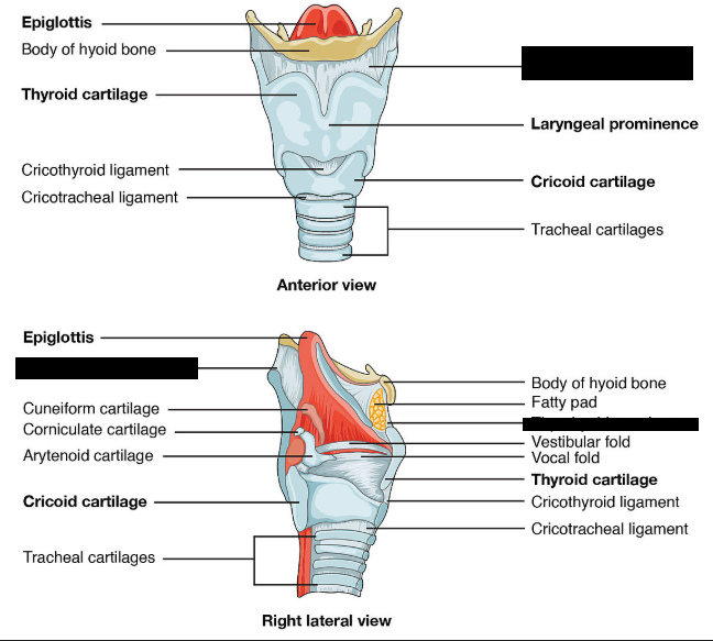 <p>a broad, fibro-elastic sheet in the neck that connects the upper border of the thyroid cartilage to the hyoid bone. It provides structural support to the larynx and allows it to move upward during swallowing</p>
