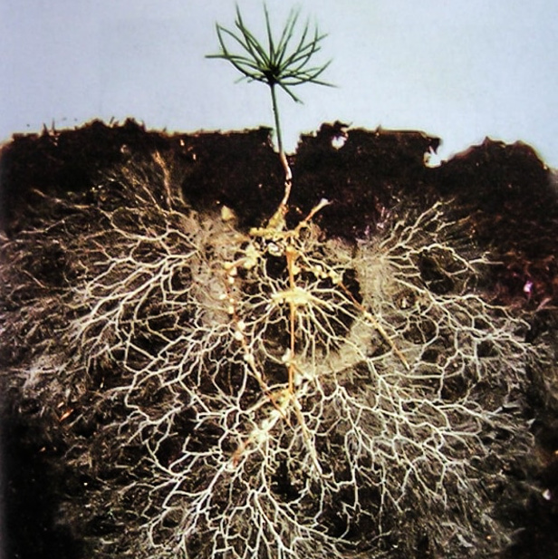 <p>A network of hyphae forming the body of a fungus.</p>