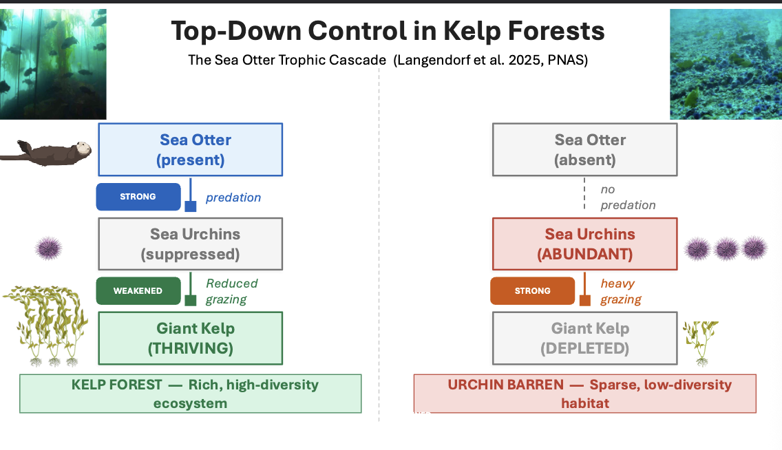 <p>Top-down control </p><ul><li><p>Sea otters consume URCHINS, which feed on kelp </p></li><li><p>Removal of sea otters leads to DEGRADATION of kelp forests </p></li></ul><p></p>