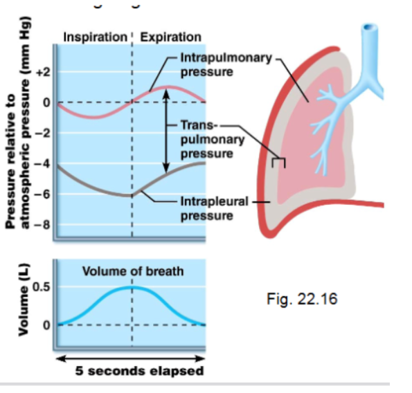 <p><span style="background-color: transparent;">A mechanism of breathing. It’s a passive process. Depends more on the elastic recoil of the lungs</span></p><ol><li><p><span style="background-color: transparent;">Inspiratory muscles relax</span></p></li><li><p><span style="background-color: transparent;">The rib cage descends</span></p></li><li><p><span style="background-color: transparent;">Lungs recoil</span></p></li><li><p><span style="background-color: transparent;">Thoracic volume decreases</span></p></li></ol><p><span style="background-color: transparent;">As a result, intrapulmonary pressure rises to +1mmHg, and air flows out of the lungs</span></p>