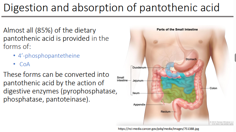 <ol><li><p>Pyrophosphatase</p></li><li><p>Phosphatase</p></li><li><p>Pantoteinase</p></li></ol><p></p>