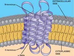 <p>Integral proteins that run through out the lipid bilayer are called?</p>