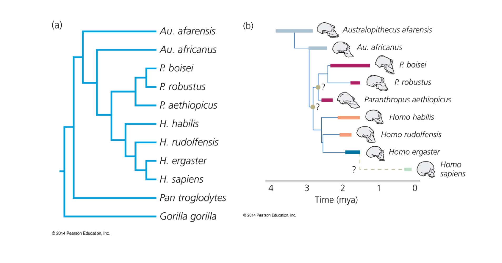 <ul><li><p>hominin tree </p></li></ul><p></p>