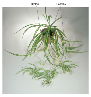 <p>horizontal, above ground stem</p>
