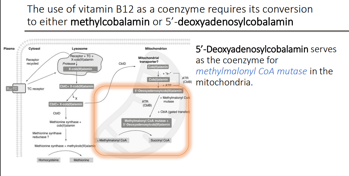 <p>methylmalonyl CoA mutase</p>