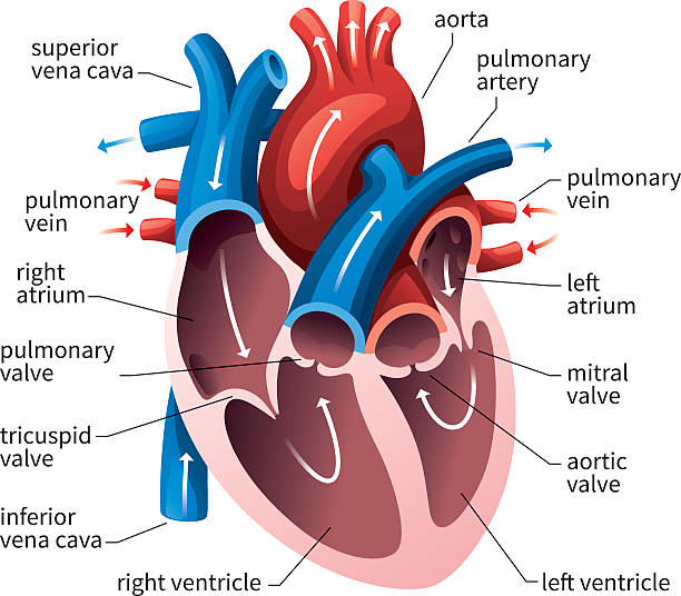 <p>(Don't need to know the specific valve names) </p>