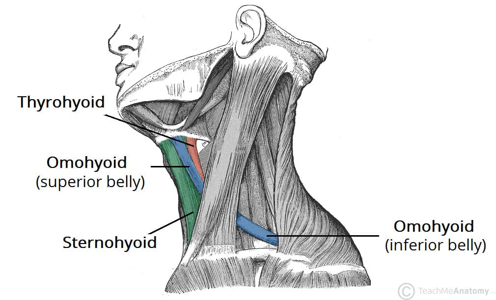 <p>Omohyoid <strong>Origin</strong></p>